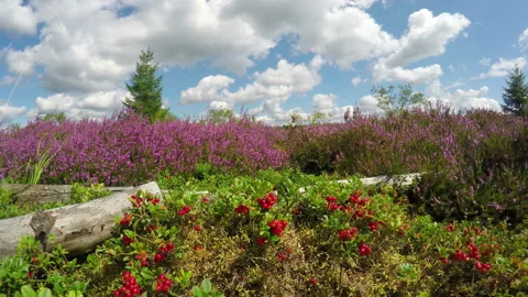 Lingonberry on heather meadow. Stock Footage 114573672