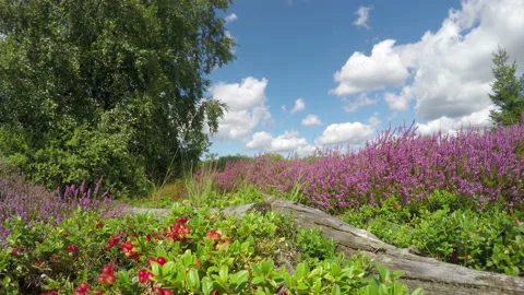 Lingonberry on heather meadow. Stock Footage 114576530