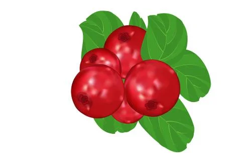 Lingonberry on isolated white background. Stock Illustration