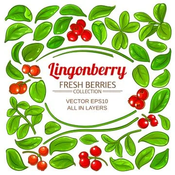 Lingonberry plant vector Illustrazione stock