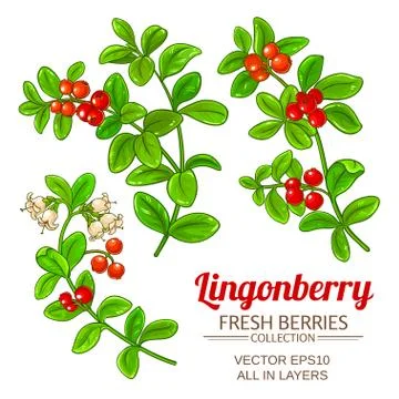 Lingonberry plant vector Stockillustratie