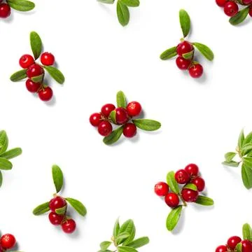 Lingonberry seamless pattern on white background. Fresh cowberries or cranber Stock Photos