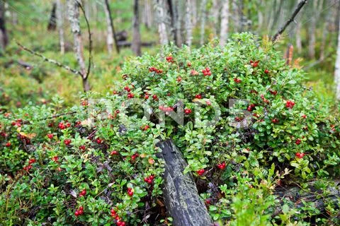 Lingonberry shrub with berries in the forest Stock Photos