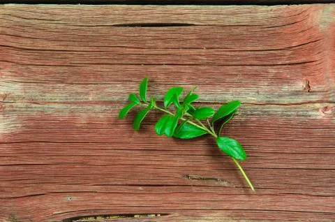Lingonberry twig Stock Photos