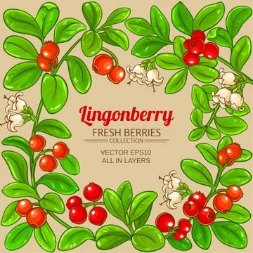 Lingonberry vector frame Illustrazione stock