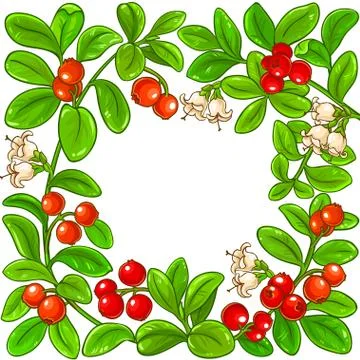 Lingonberry vector frame Stock Illustration