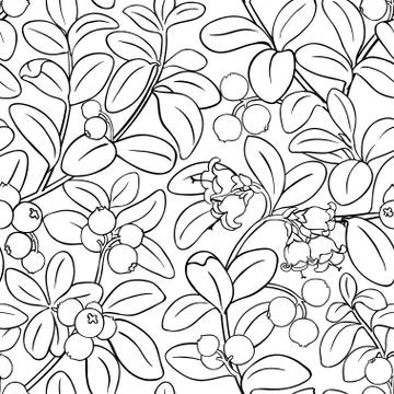 Lingonberry vector pattern Stock Illustration
