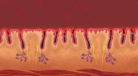 Lingual papillae are small structures on the upper surface of the tongue that Stock Illustration