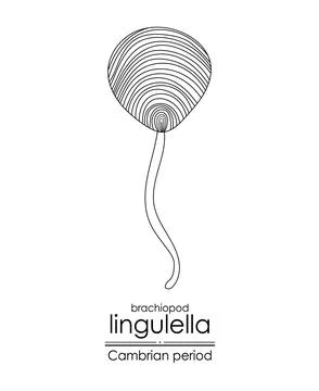Lingulella Stock Illustration