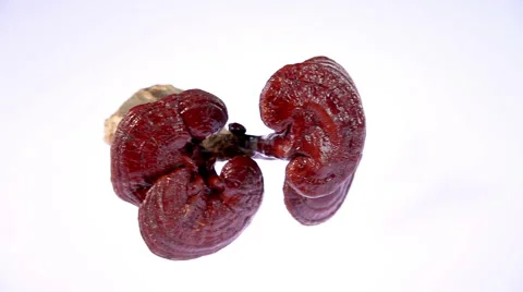 Lingzhi Mushroom Ganoderma Lucidum Vídeo Stock 66746519