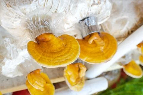 Lingzhi,ganoderma lucidum mushroom Stock Photos