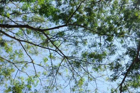 Lining of branches, top view Stock Photos