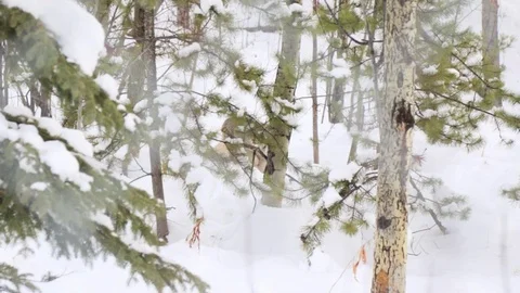 Link in the snow Stock Footage 127065114