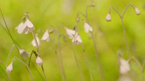 Linnaea borealis plant in coniferous forest filmatic 스톡 동영상 85982772