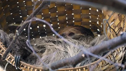Linnaeus's two-toed sloth (Choloepus didactylus) 库存影片 221361214