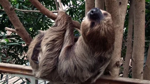 Linnaeus's two-toed sloth (Choloepus didactylus) Stock Footage 250296925