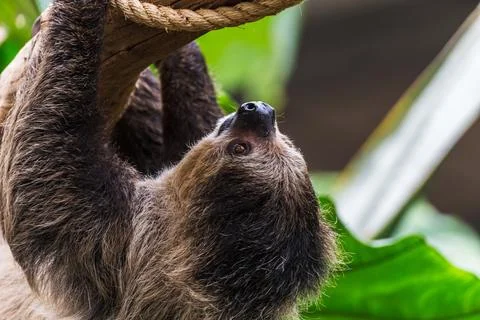 Linnaeus's two-toed sloth Stock Photos