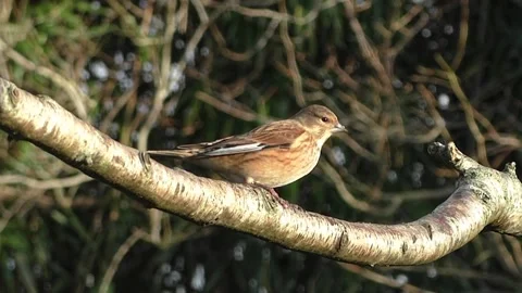Linnet Bird Video stock 229713232