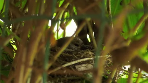 Linnet bird incubates chicks Stock Footage 157705794