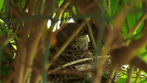 Linnet bird sits in the nest Stock Footage 157115894