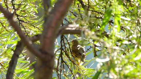 Linnet bird on a tree branch Stock Footage 283657444