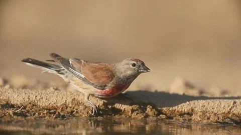 Linnet, Carduelis cannabina Stock Footage 98307739