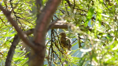 Linnet chick on a tree branch in the sun Stock Footage 292675701