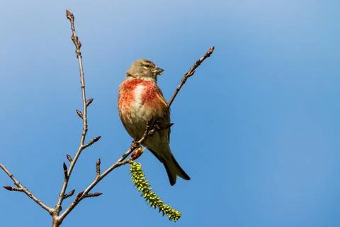Linnet eats seeds from broken willow on raised branch Stock Photos