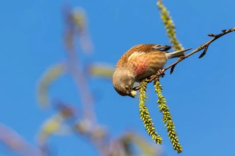 Linnet eats willow blossoms Stock Photos