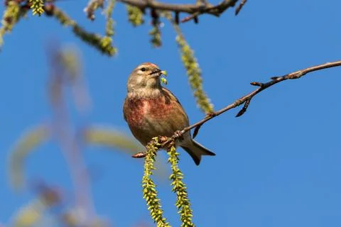 Linnet enjoys the spring in a broken willow Stock Photos