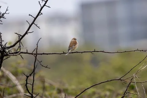 Linnet perched on a bare branch showing a white wing flash Stock Photos