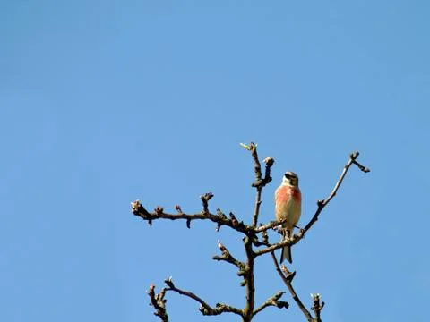 Linnet Stock Photos