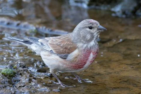 The linnet Stock Photos