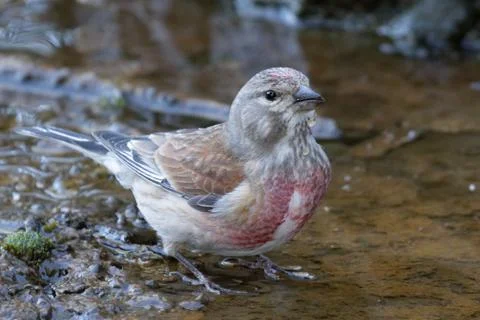 The linnet Stock Photos