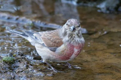 The linnet Stock Photos