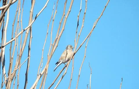 Linnet sits on a branch against the cloudless sky. Stock Photos