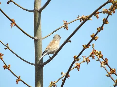 The linnet sits on a maple tree on the background of a cloudless sky. Stock Photos