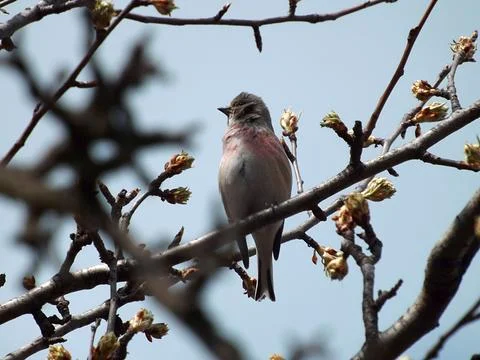 Linnet sits on a tree against a cloudless sky. Stock Photos