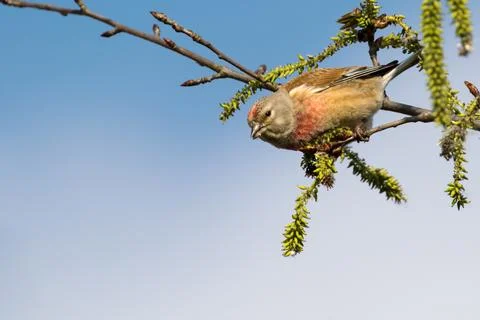 Linnet in spring on willow Stock Photos