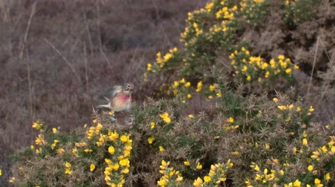 Linnets (Carduelis cannabina) mating on gorse bush Stock Footage 57640547