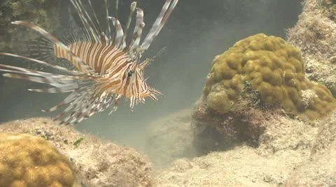 Linofish Stock Footage 10718467