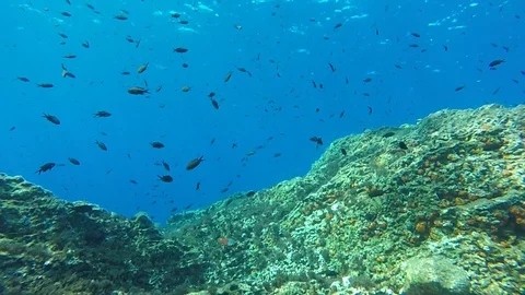 Linosa, underwater 库存影片 115760605