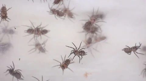 Linothele fallax Stock Footage 38391202