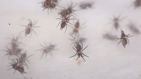 Linothele fallax Stock Footage 38391824