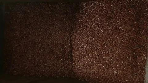 Linseed oil production. Machine for squeezing oil from flaxseed Stock Footage 146646451