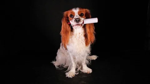 Lint roller cleaning roll and puppy Hairy pet animal shedding moulting concept Stock Footage 102681446