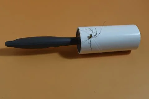 Lint roller Stock Photos