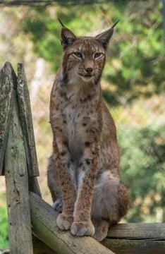 Linx sitting on a log Stock Photos