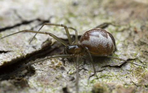 Linyphia triangularis on bark Stock Photos
