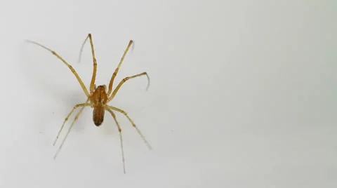 Linyphia triangularis spider Stock Footage